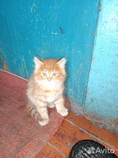 Рыжий котенок