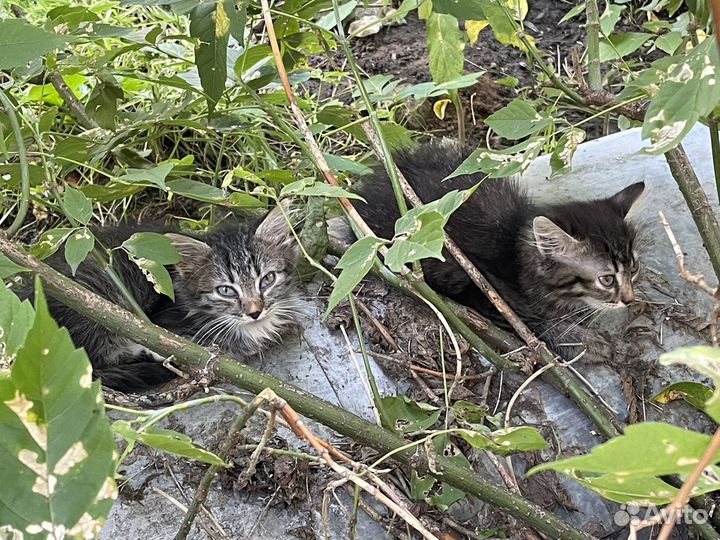 Котята нуждаются в доме