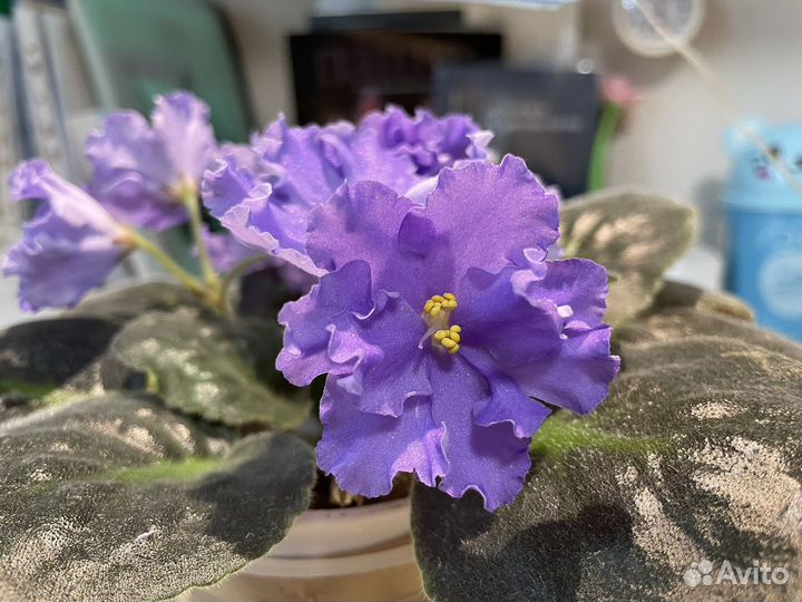 Фиалки ек-Морской Волк и Снежная Королева