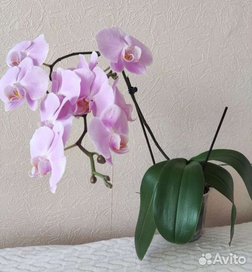 Орхидея фаленопсис