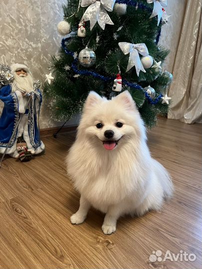 Шпиц вязка мальчик