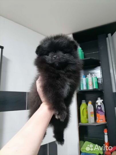 Девочка 2 месяца