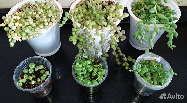 Суккуленты разные