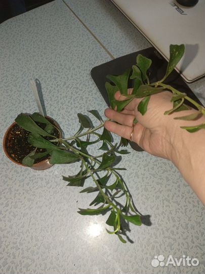 Хойя Manipurensis