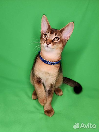 Каракет Ф4(саracat)