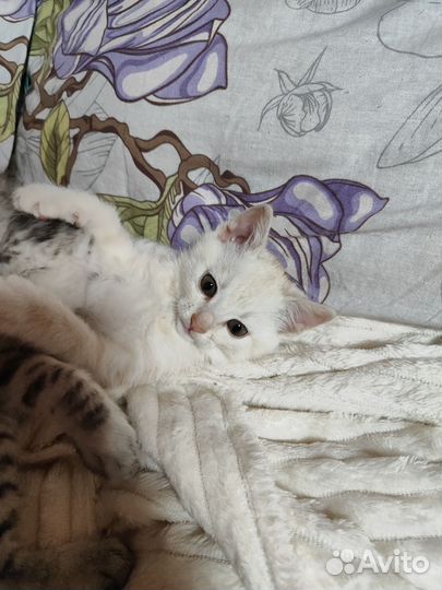 Котенок