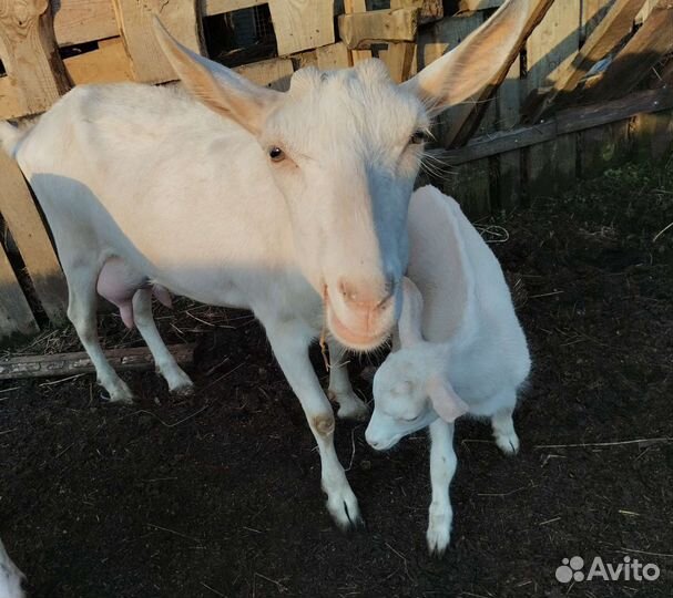 Зааненская коза