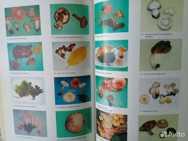 Книга-Грибы России.-Справочник