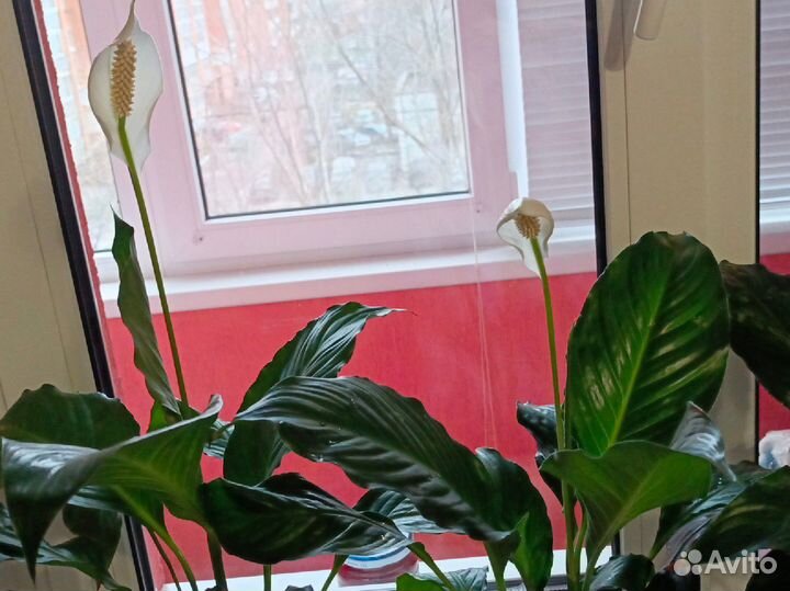 Спатифиллум