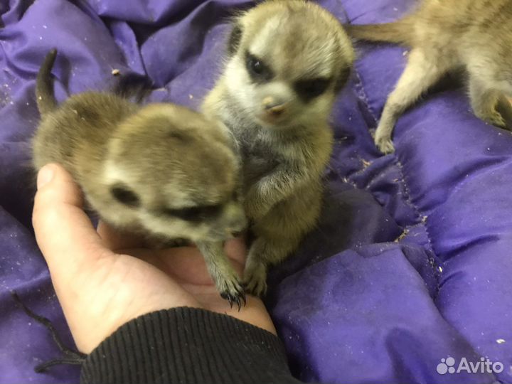 Сурикат малыш