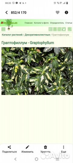 Граптофиллум