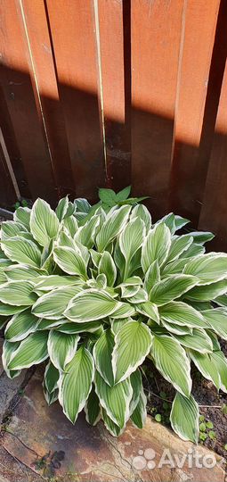 Хоста растение