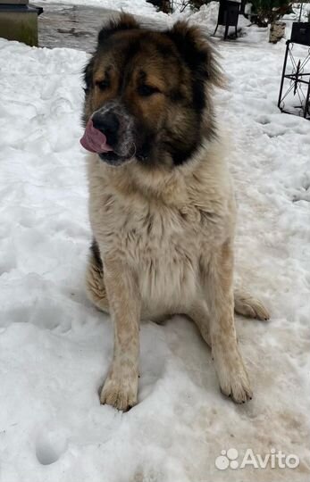 Вязка кавказская овчарка