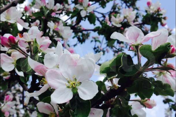 Участок 1,53 га (СНТ, ДНП)