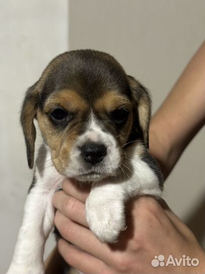 Щенки бигль