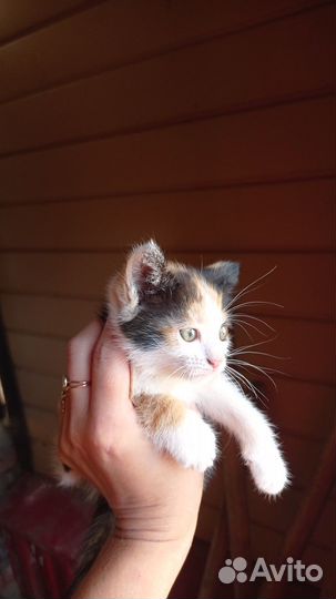Котята в добрые руки 1 месяц