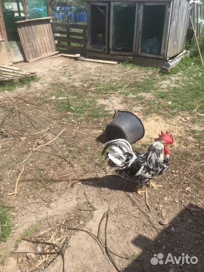 Молодые петухи