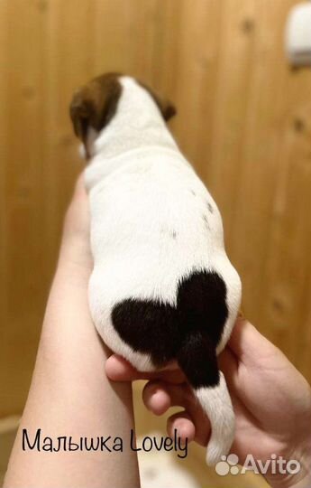 Щенки джек Рассел терьер с документами