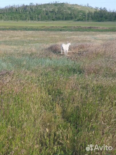 Козы зааненской породы