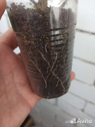 Ю Лариса Огудалова