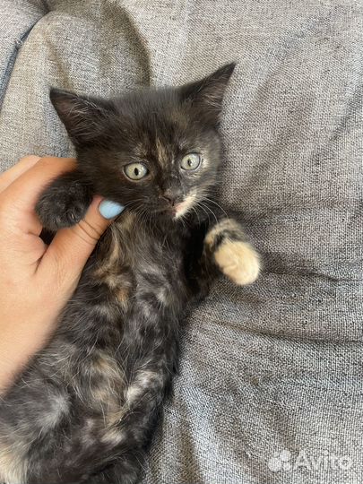 Котятки