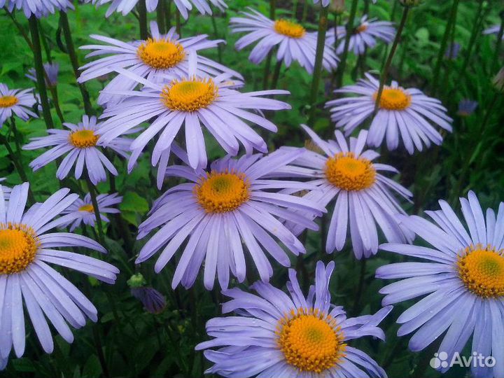 Ромашка садовая белая и синяя, крупные