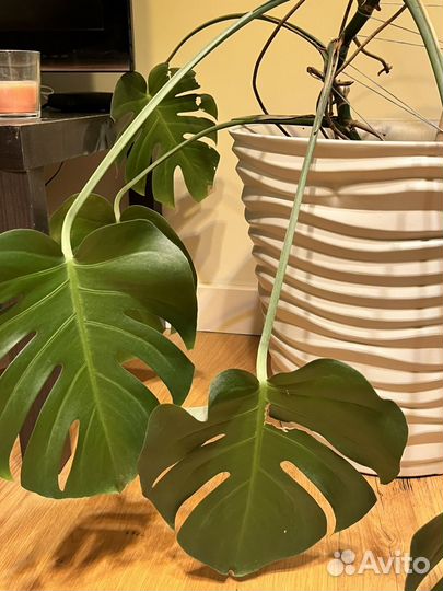 Монстера. Большое комнатное растение