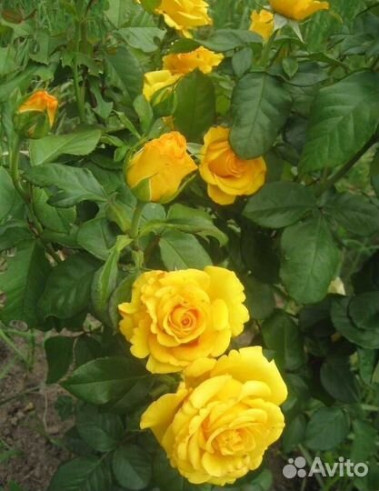 Продаю саженцы роз
