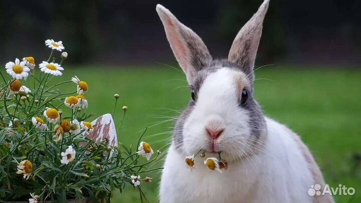 Мясо кролика цена за 1 кг