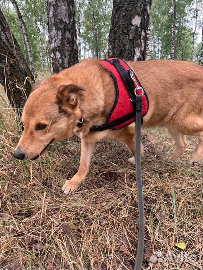 Собака-улыбака Монечка