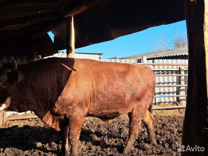 Быки на мясо