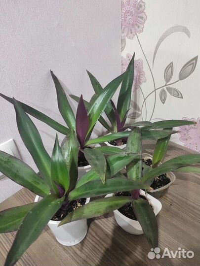 Цветы: Рео, традесканция, сциндапсус