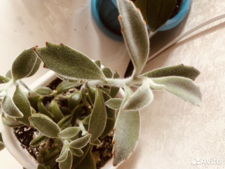 Кошачьи ушки суккулент