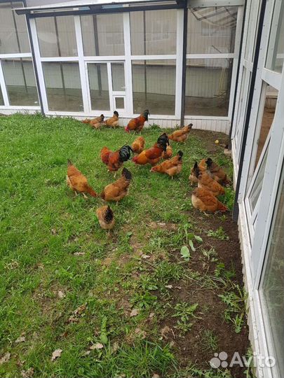 Куры Кучинская юбилейная яйцо инкубационное