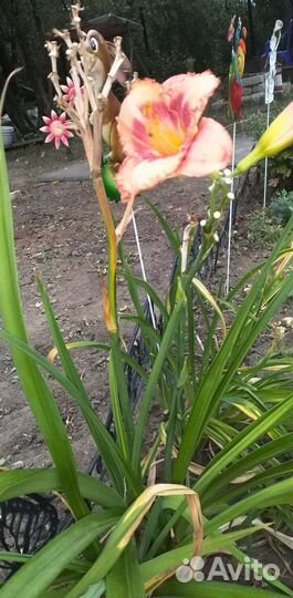 Продаю деленки карликого лилейника