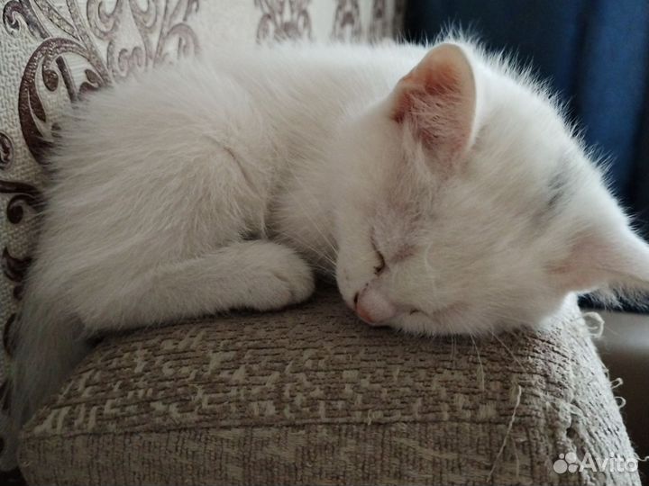Кошка в дар бесплатно