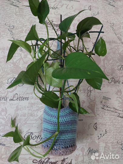 Комнатные цветы