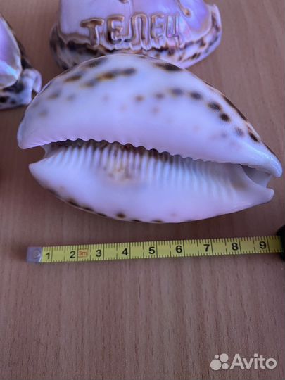 Ракушка со знаками зодиака