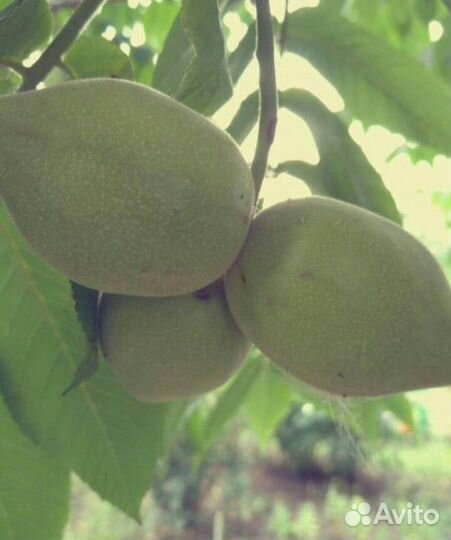 Маньчжурский орех