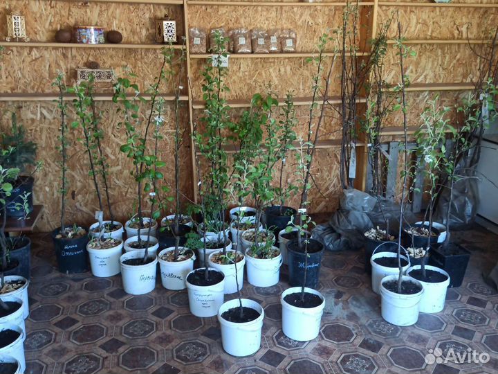 Саженцы груши и яблони