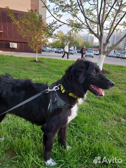 Лучший друг собака