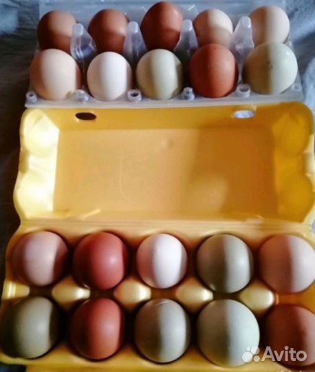 Инкубационное яйцо