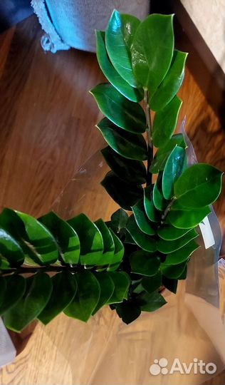 Замиокулькас