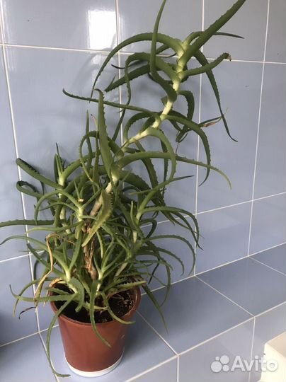 Алоэ взрослое растение