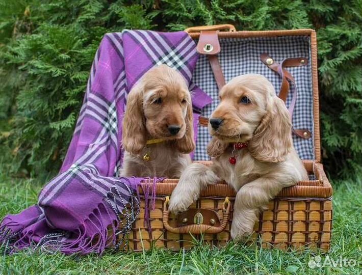 Собаки кокер спаниель