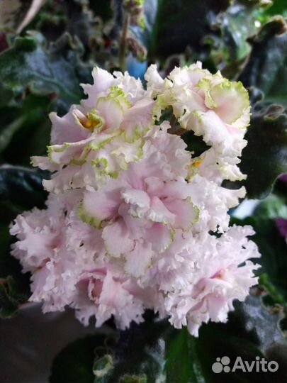 Фиалки сортовые детки