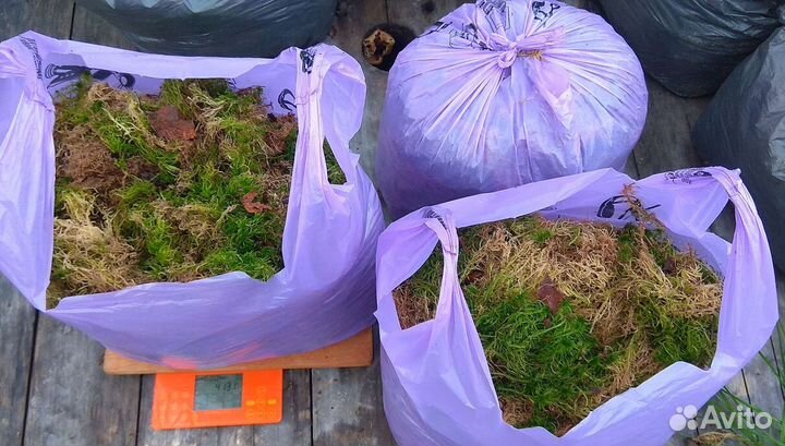 Мох сфагнум (свежий), 5+1