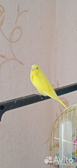 Получехи домашнего разведения