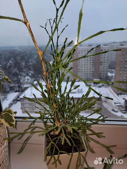 Хатиора/ рипсалис