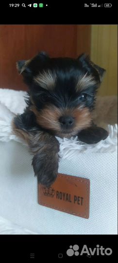 Йоркширский терьер